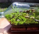 Домашний террариум: учимся делать своими руками (примеры красивых вариантов)